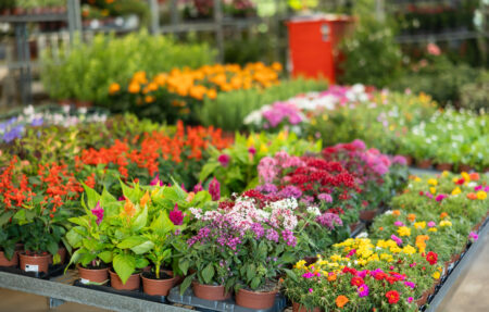 plants ready for a landscaping trade show